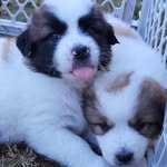 Justin Schell - @triggerfish03 - Instagram