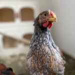 @justins_chicken_shack - Instagram