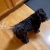 justinsherrill237 - @justinsherrill237 - TikTok