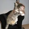 justinesprinkle - @justinesprinkle - TikTok