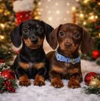 Justine Staines - Facebook
