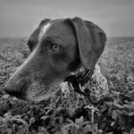 justin steele - @m_dog_the_gsp - Instagram