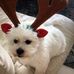 Justin Oehme-steer - Facebook