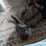 Justin Stern - @kingofthebritishwenches - Instagram