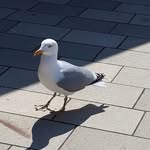 Justin Sterzik - @sterzikjustin - Instagram