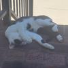 JustinTrapp_ - @justintrapp_ - TikTok