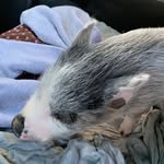 Justin Warwick - @piggysmallslb - Instagram