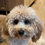 Justin weng - @justinweng1 - Instagram