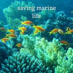 Kendall Allen | Justin Wilton - @saving.the.marine.life - Instagram