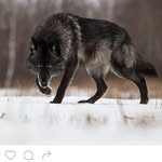 Justin Witter - @octopus_crime22 - Instagram