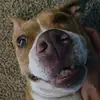JustinaMitchell - @justinmitchell258 - TikTok