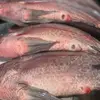 justine fish supplier - @justine.fish.supp - TikTok