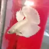 Justinefishkeppers - @justinefishkeppers - TikTok