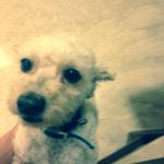 Justine Hardy - @doggy_paws - Instagram