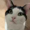 justine - @justine.hebert - TikTok