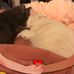 Justine Herman - Facebook