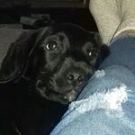 Kacey Collins - @_im_kacey_the_pup - Instagram