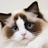 kaceyphillips98 - @kaceyphillips98 - TikTok