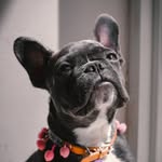 Kacey Sharpay 🐶✨ - @kaceysharpay - Instagram