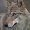Kaceywebb - @kaceydawizard - TikTok