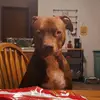 Kaci fan page - @kacithedoggofp - TikTok
