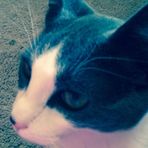 Kacie Pedersen - Facebook