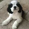 kacie_stephens - @rheba217christian - TikTok