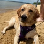 Kacie - Yellow Lab - @kacie_bean1 - Instagram