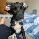 Kacie Rose Moss - Facebook