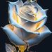 Robyn Cass - Facebook