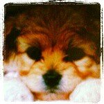 kacy james - @doggie_dog - Instagram