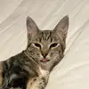 Kade Allen - @kadeopotato - TikTok