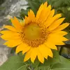 Dillll🌻 - @kadekocha725 - TikTok
