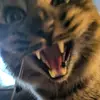 Kade Morgan - @one_scary_aries - TikTok