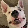 biLLy - @shawkade - TikTok