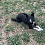 Kade shaw - @bar13stockdogs - Instagram