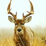 Kaden Collins - @hillbilly_psycho345 - Instagram