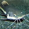 kadeneverett - @catfish642 - TikTok