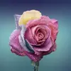 Kaden Perkins - @kadenperkins770 - TikTok