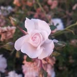 kaden ross elliott - @kds_picture_time_225 - Instagram