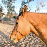 Kaelyn McKenna - @unique__equine - Instagram