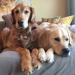 Kai & Benson - @my2goldenboys - Instagram
