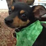 Kai Benson - @kai_puppypower - Instagram