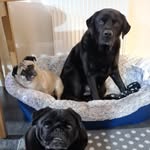 Kai, Benson & Brodie - @pugsa_ndlabs - Instagram