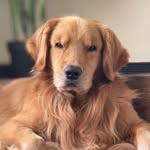 Kai Fuentes - @kaithegoldencr - Instagram