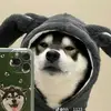 鏟屎官. - @kai.chi.luo - TikTok