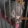 Kai Petty - @jazzthebird0 - TikTok
