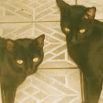 Kai & Salem - @kai.e.salems2 - Instagram