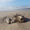 Kai Schrader - @kai.schrader8 - TikTok