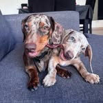 Kaiser y Bandido 🐾 🐶 - @kaiserybandido.dach - Instagram